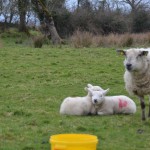 ... kleine Schafe: hauptsache weiß und wollig - willkommen in Irland.