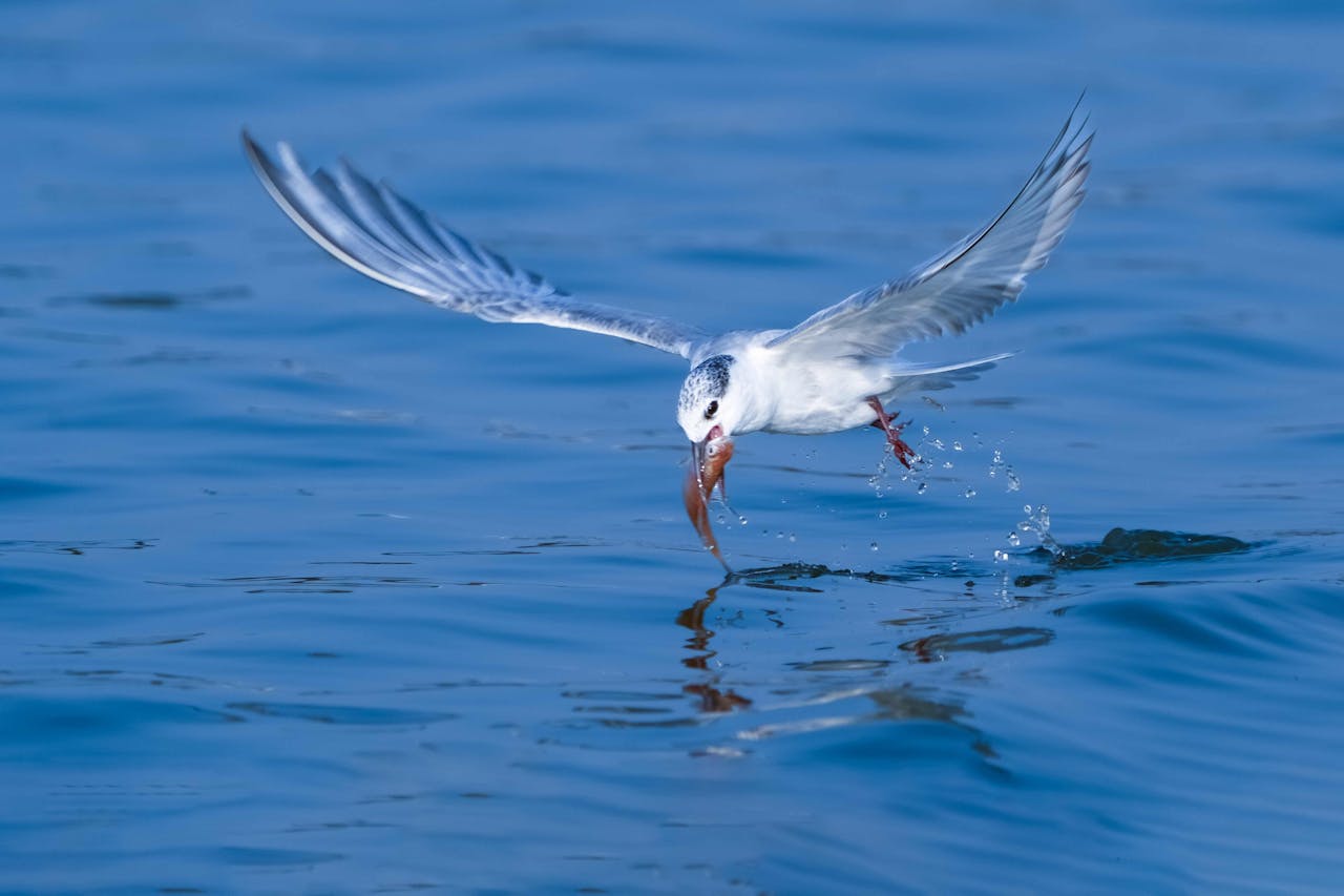 A seagull captures a fish mid-flight above a clear blue ocean, illustrating nature's precision.