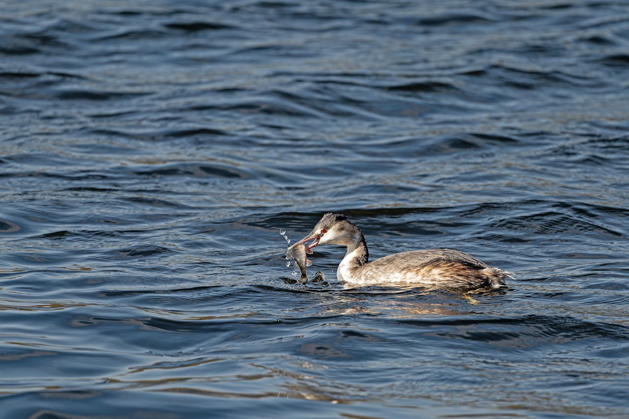 A great crested grebe catches a fish on a sunny day, displaying its hunting skills.